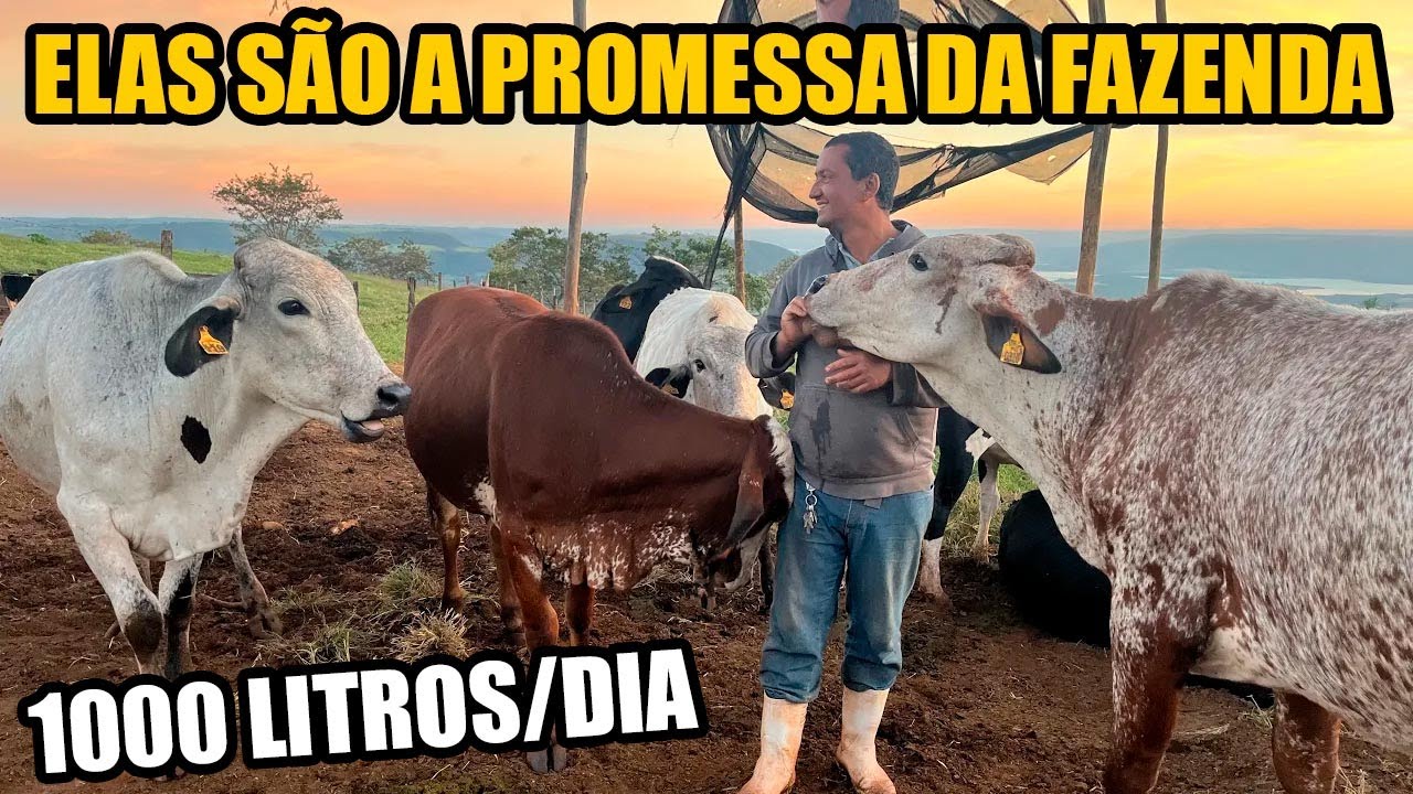 7 NOVILHAS 210 LITROS ALTA PRODUÇÃO - Girolando