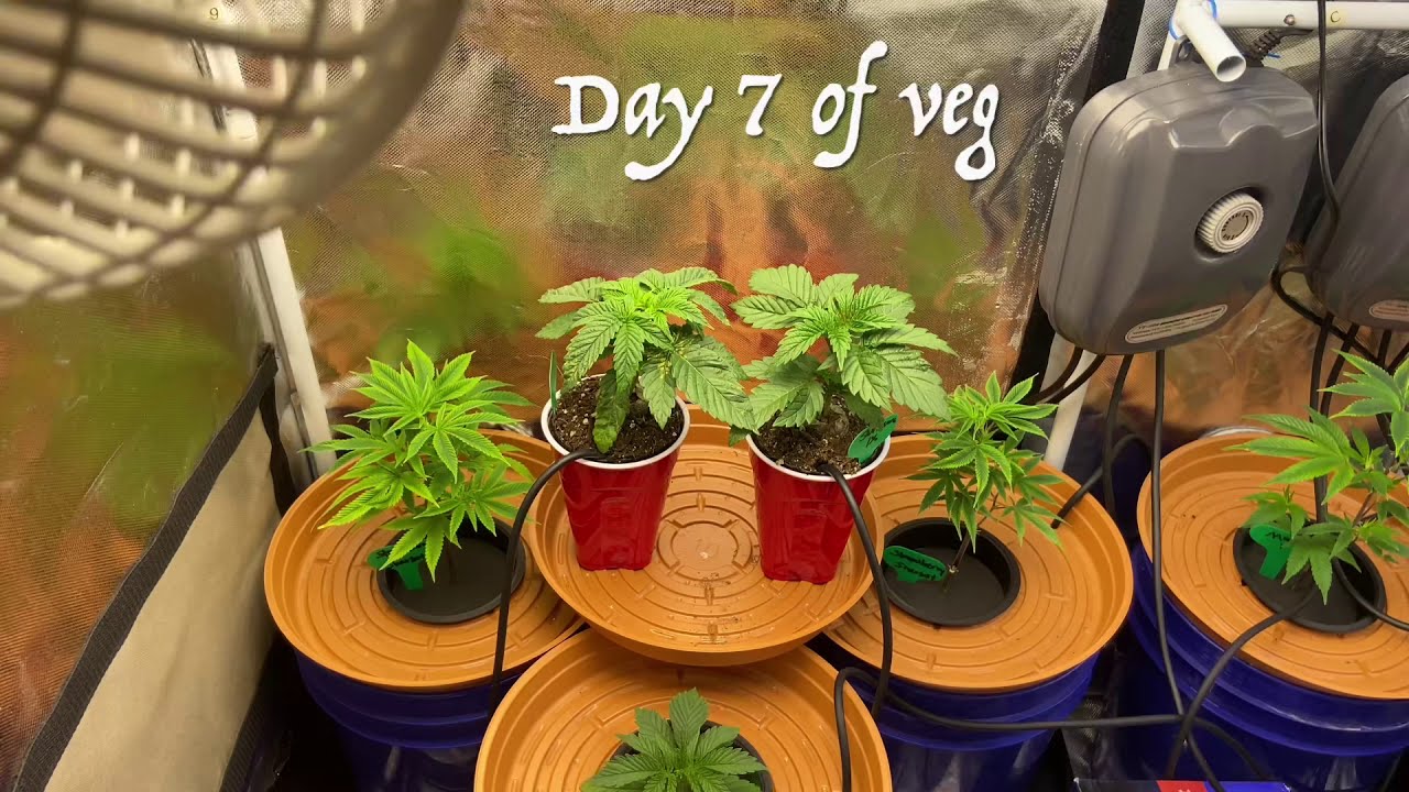 MarsHydro grow journal ts1000 day 7 week 2 of veg Slurricane lX, in a 2x3 tent #marshydrosp6500