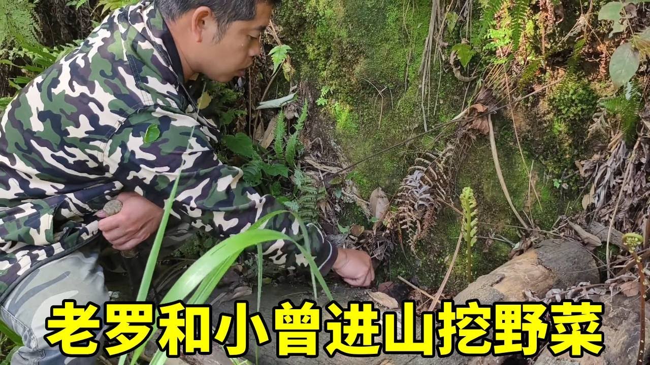 老罗和小曾进山挖野菜，农村资源丰富多彩，各种野菜应有尽有！#农村生活#野菜