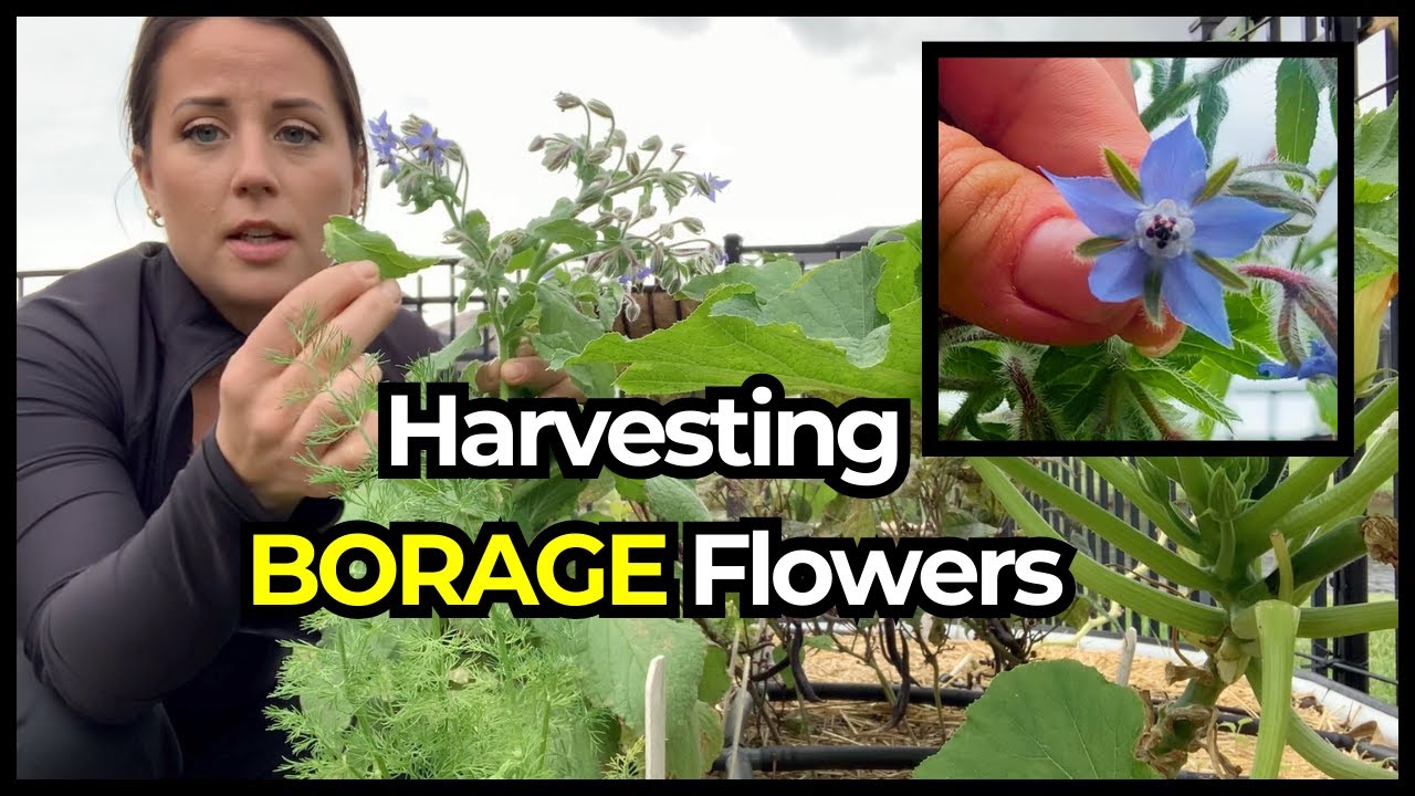 How to Harvest Borage Flowers & Leaves