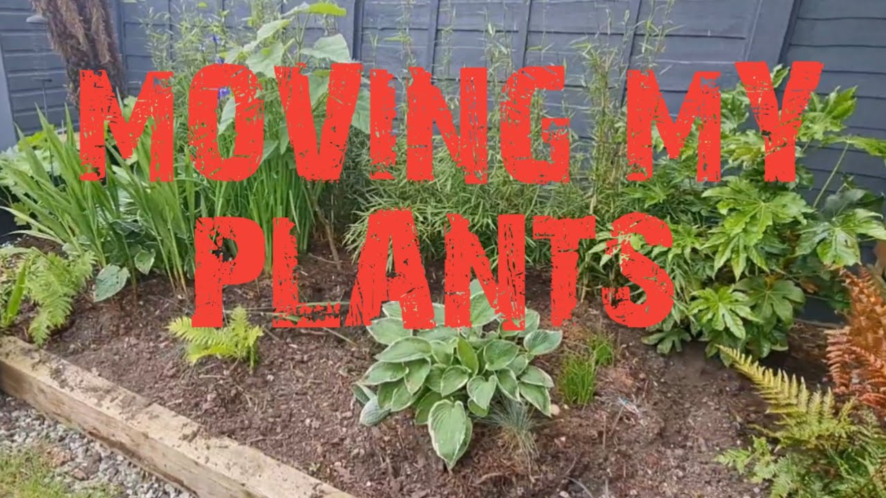 MOVING PLANTS IN MY BORDERS 🌴
