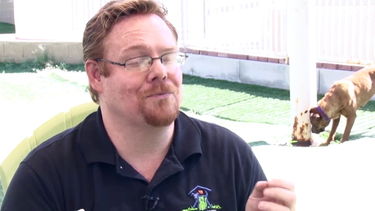 Researchers study effect of 'slumber party programs' on shelter pets | Cronkite News