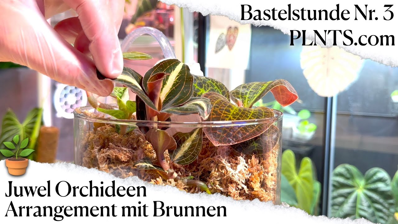 Juwel-Orchideen Arrangement mit Quellstein | PLNTS.com | Bastelstunde Nr. 3