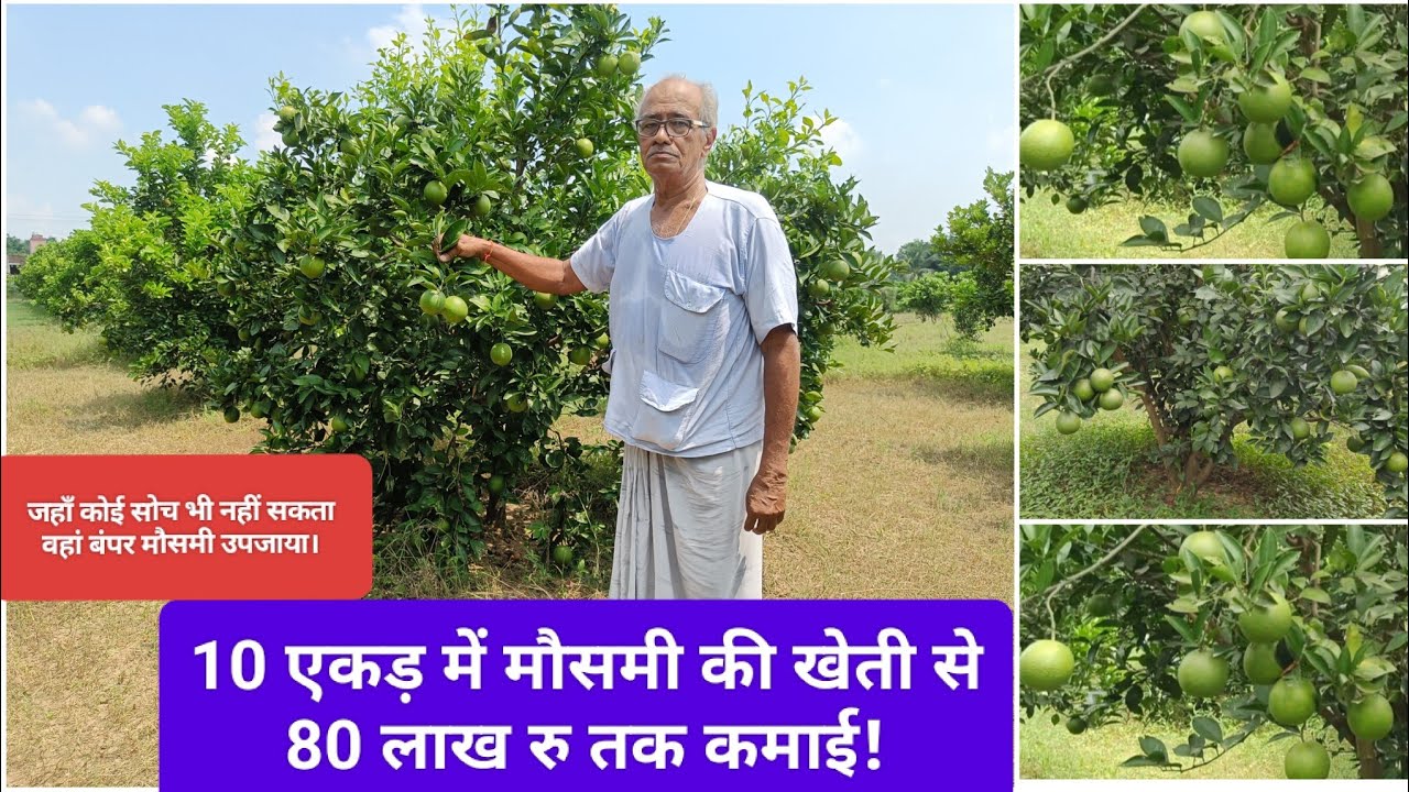 ये किसान 10 एकड़ में करते हैं मौसम्बी की बेहतरीन खेती।
