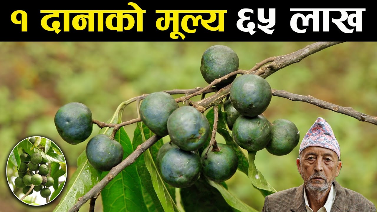 २१ मुखे रुद्राक्षको मूल्य ६५ लाख,अरुको कति पर्ला ? Rudraksha farming in Nepal