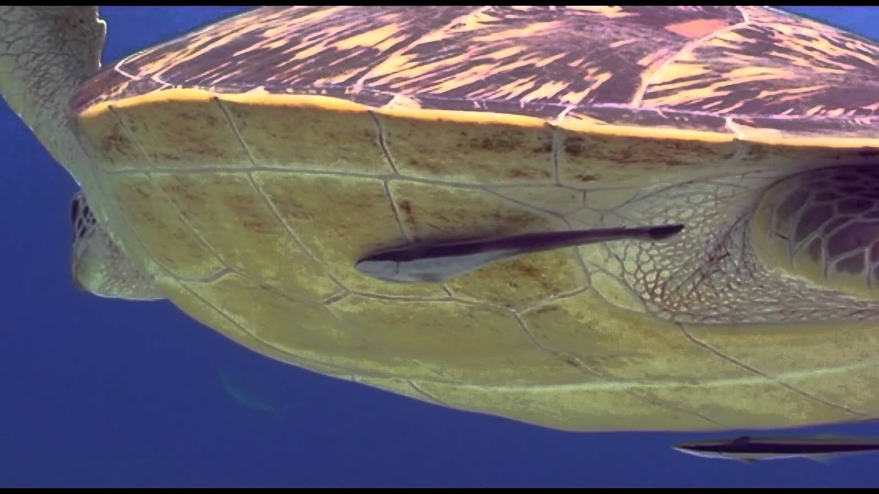The Green Sea Turtle Chelonia Mydas