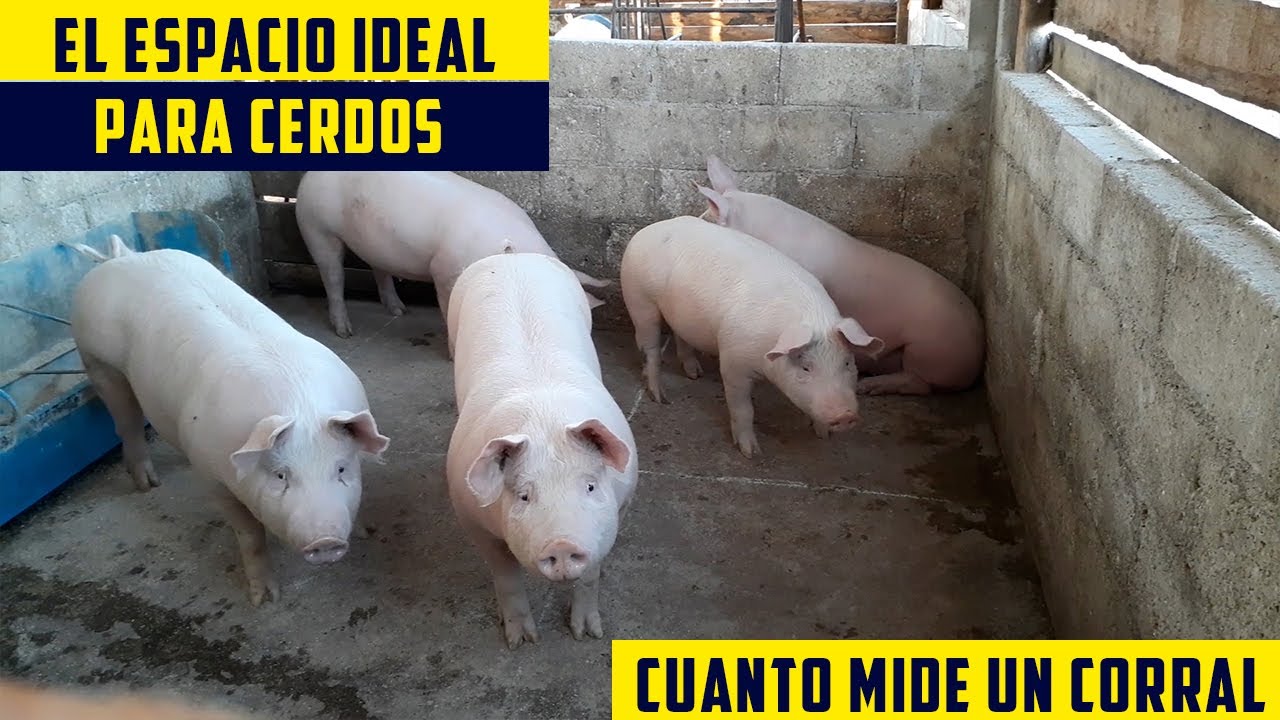 Cuanto Espacio Necesita Un Cerdo de Engorde