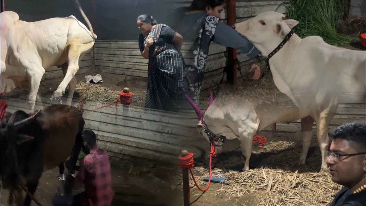 फायनली सोन्या पोचला दादाचा घरी ❤️ सर्वजीतला कसा ताजा दूध लागतो बघा 😱 घरी पोचल्यावर सोन्याचा रूप 😱👿