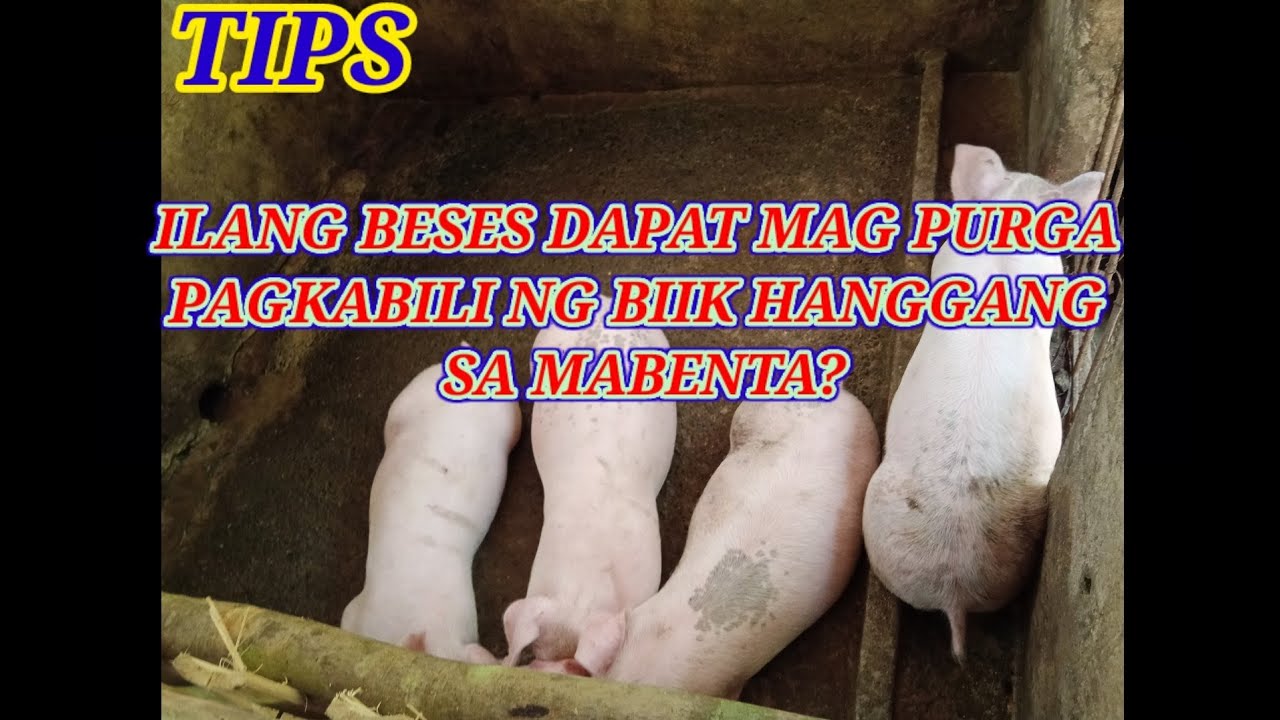 ILANG BESES MAGPURGA SA BIIK MULA PAGKABILI HANGGANG SA MABENTA