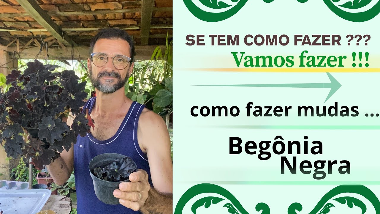Se tem como fazer ??? Vamos fazer !!!  Como fazer mudas …  BEGÔNIA NEGRA .