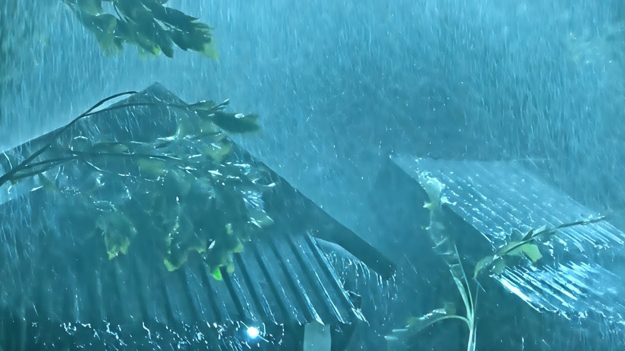 Powerful Night Thunderstorm, 😴Heavy Rain and Thunder, Heavy Rain Sounds, #Camping 