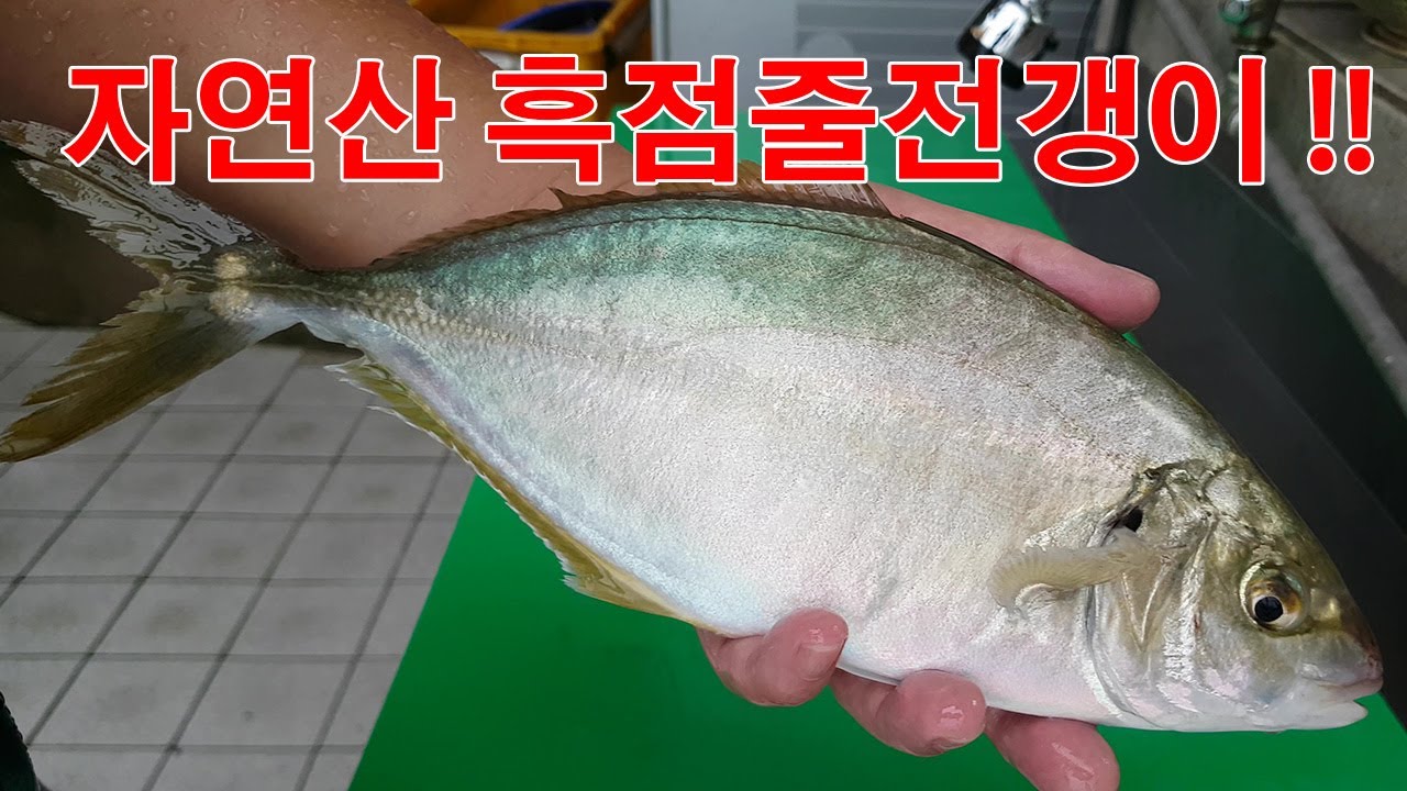 처음 보는 자연산 흑점줄전갱이!!