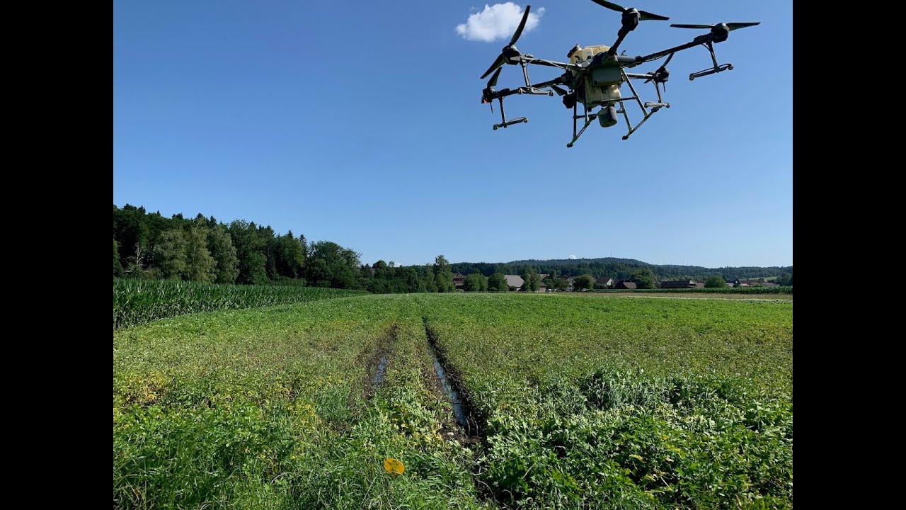 Spritzdrohne im Einsatz gegen Kraut- und Knollenf&auml;ule in Kartoffeln