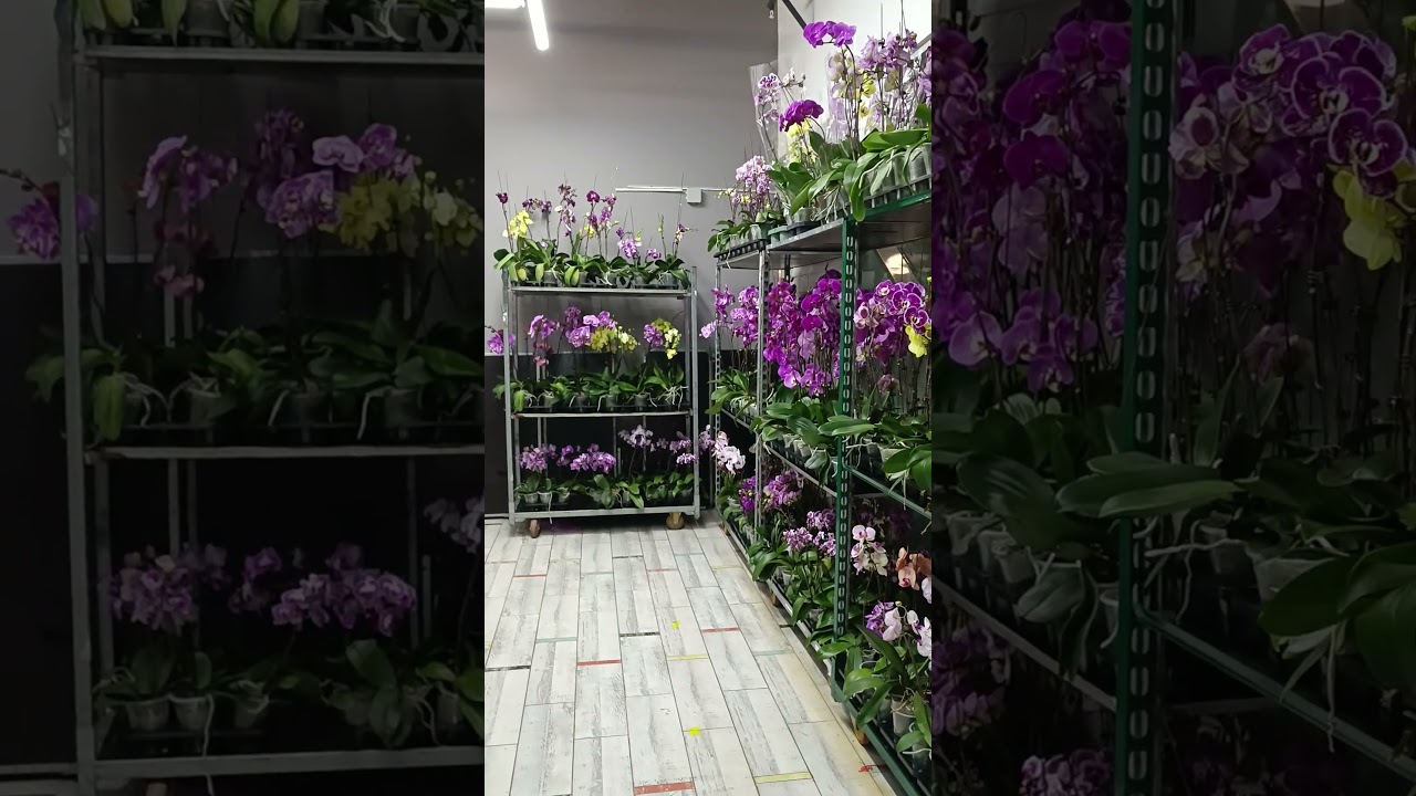 Друзья открылся Китайский орхидейный магазин в Москве. Цены от 550₽.