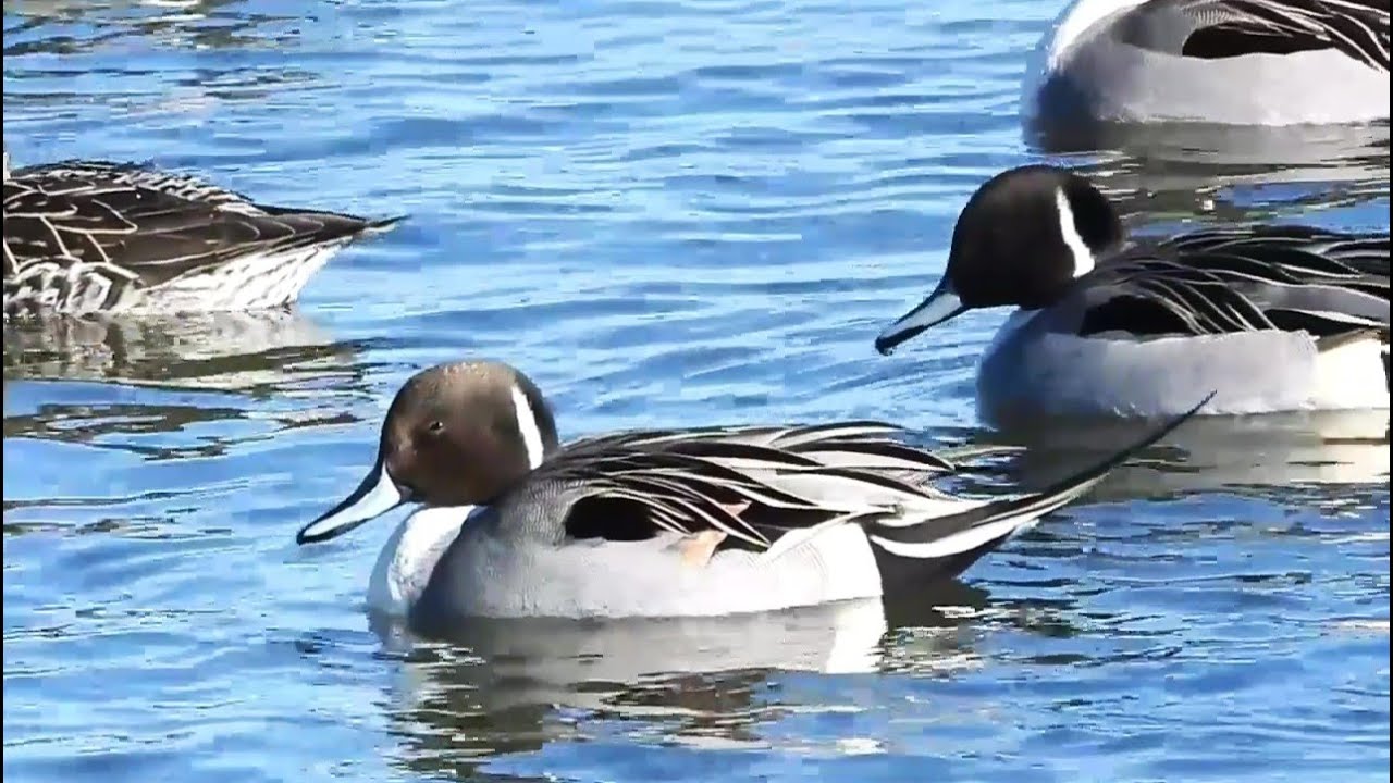 Gentle Moments with a Northern Pintail : From Foraging to Serenity