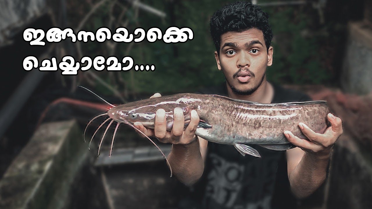 ആഫ്രിക്കൻ മുഷിയെ ഇങ്ങനെ വളർത്തി നോക്കൂ CatFish Care in Malayalam
