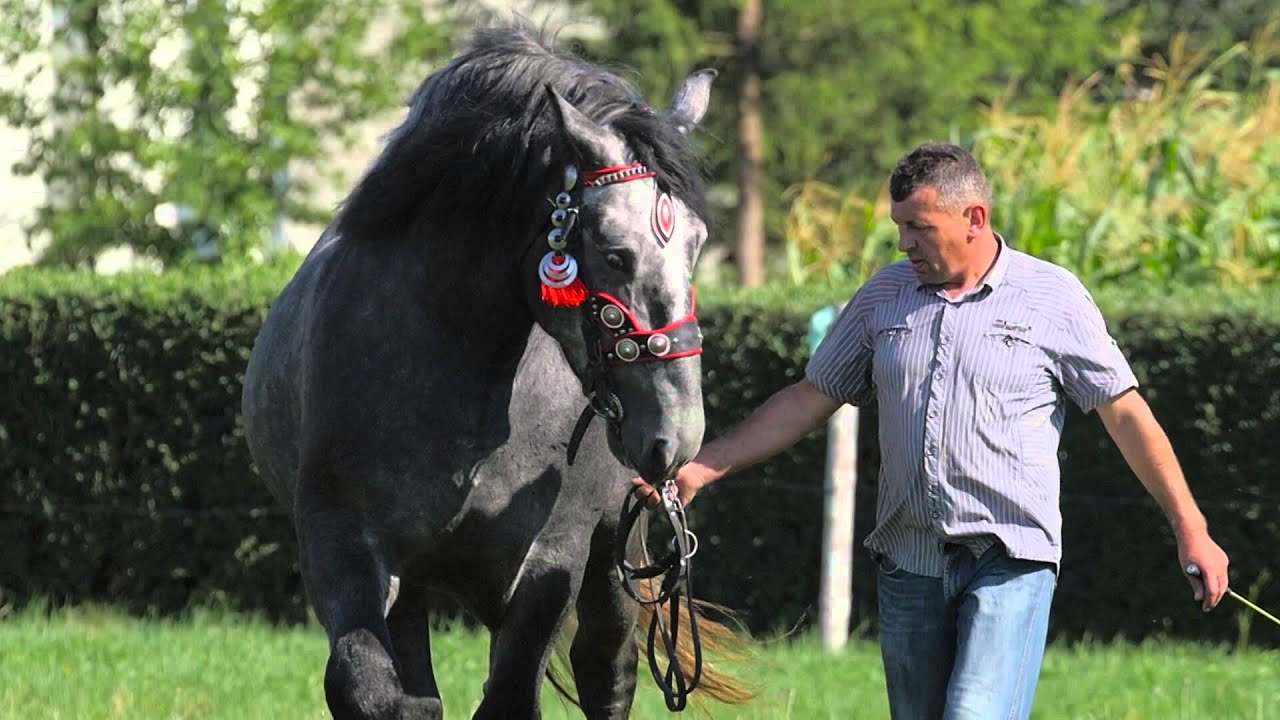 Ogier CRETOIS DE LACHAUSSEE Stadnina Koni Andrzej Pelc