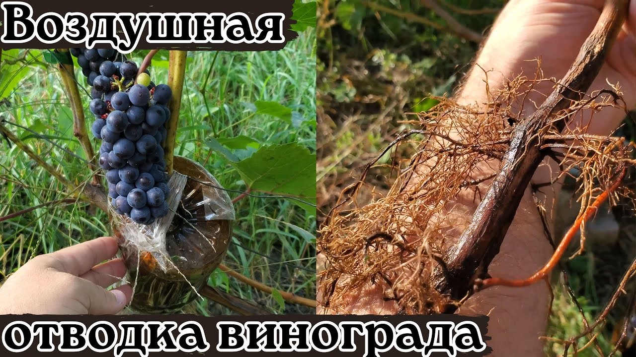 Результат воздушной отводки винограда. Отличный способ размножения винограда.