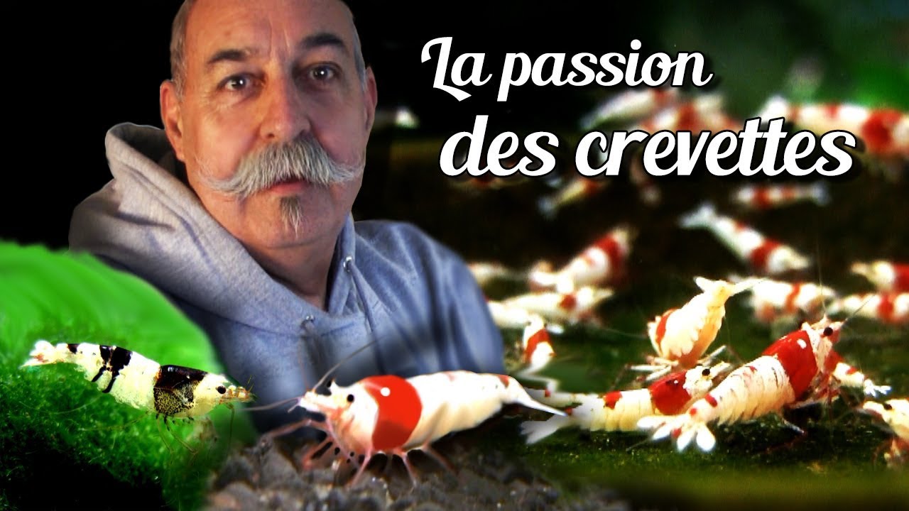 Présentation d'un élevage de crevettes d'aquarium par Jean Michel un grand passionné