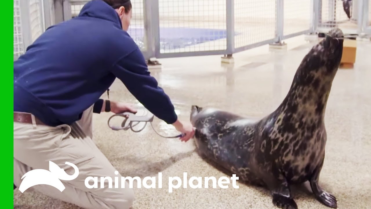 Halo The Seal May Be Pregnant | The Aquarium: A Deeper Dive