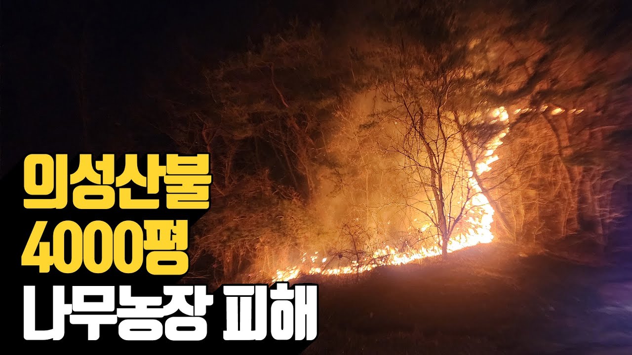 🔥의성 산불 직격탄… 4,000평 나무농장 ‘전소’한 현실｜“15년 키운 나무가 숯이 됐습니다”｜나무농사의 모든 것 나무대장
