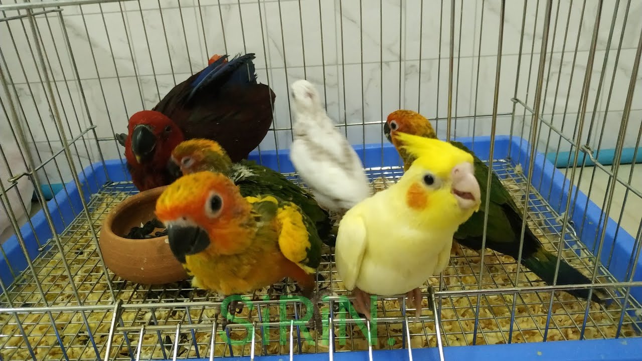 ซันคอนัวร์/Sun conure/Bird talking.