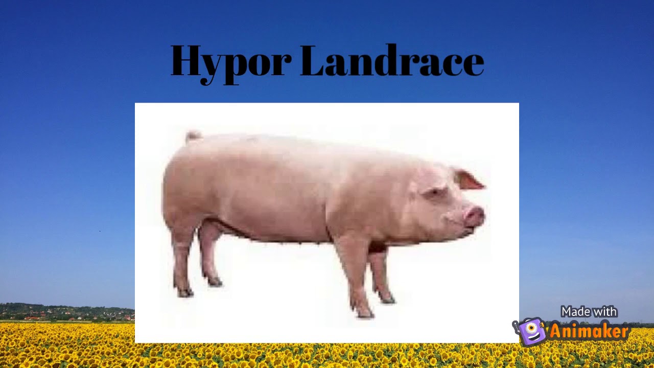 Casa Genética Hypor
