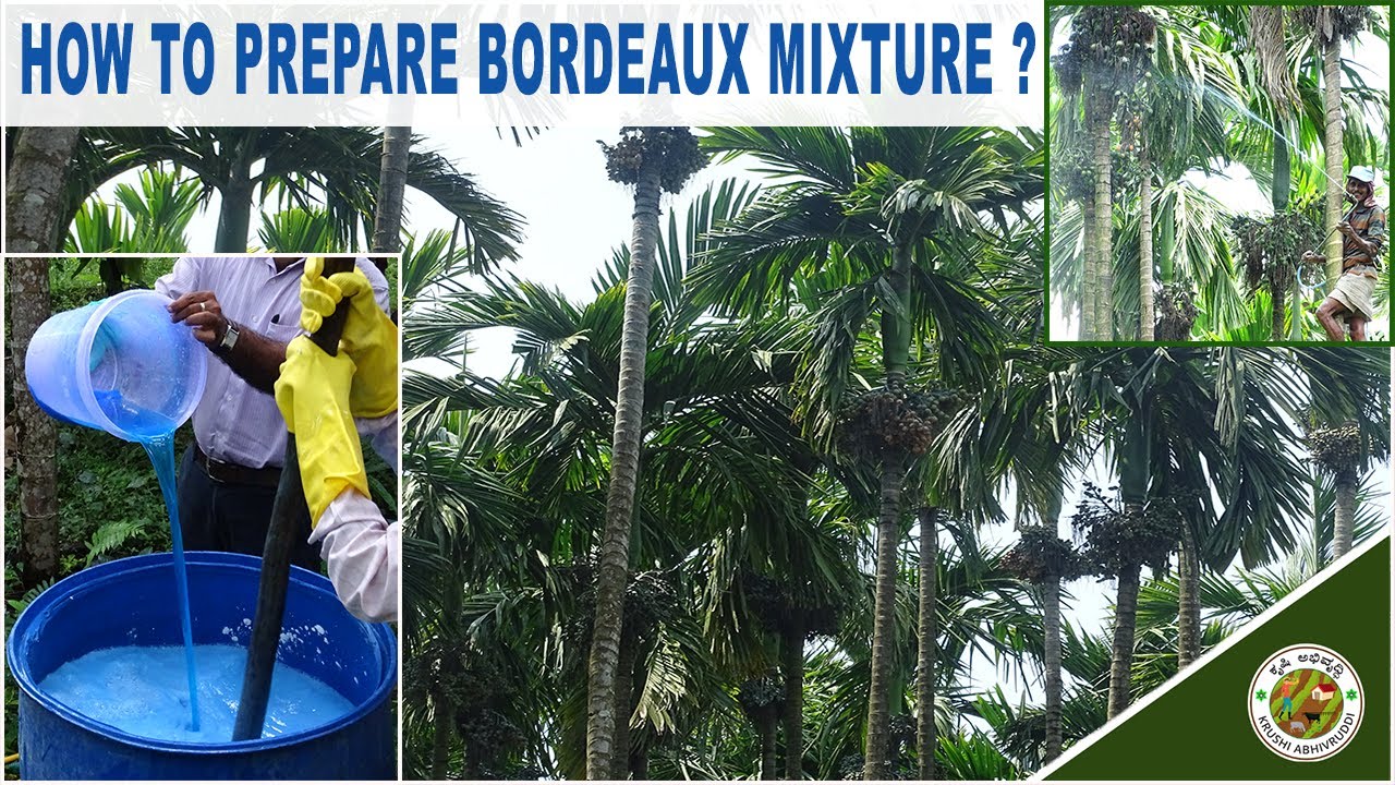 Easy and simple way of Bordeaux mixture.