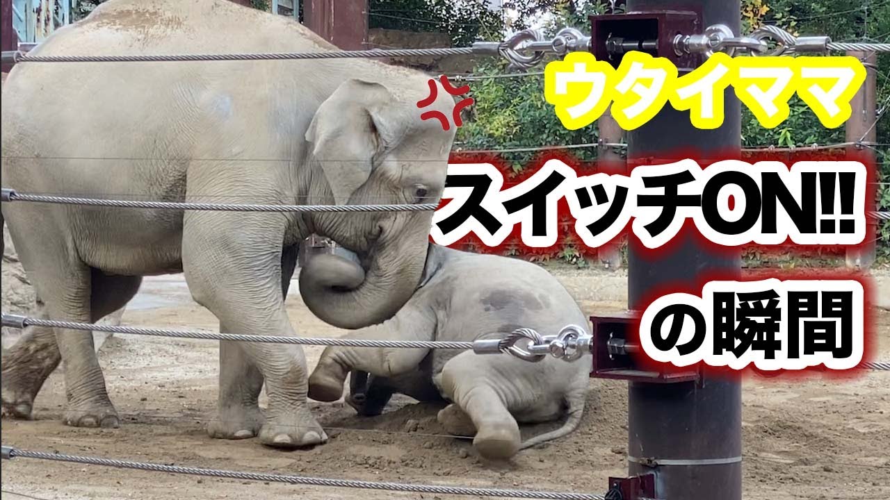 【アルン＆ウタイ】ウタイママ、スイッチON！仲良しアジアゾウの親子です。上野動物園_2021.12.07 Tue.
