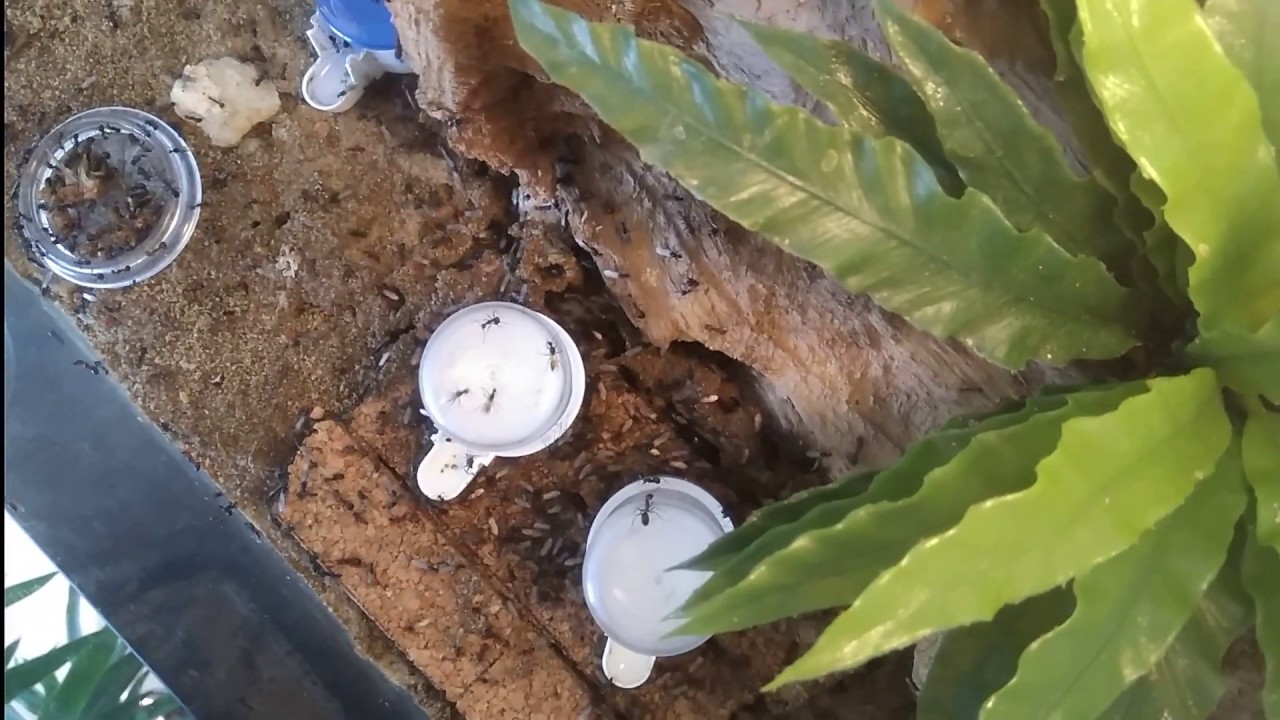Camponotus nicobarensis: Kolonie Vorstellung
