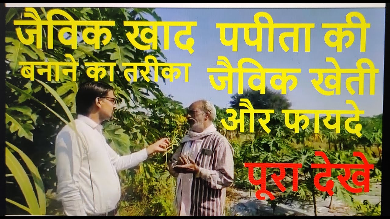 पपीता के पत्ते बीमारी ख़तम | Vermicompost Process | Papaya Farming | Organic Farming | Jaivik Khad