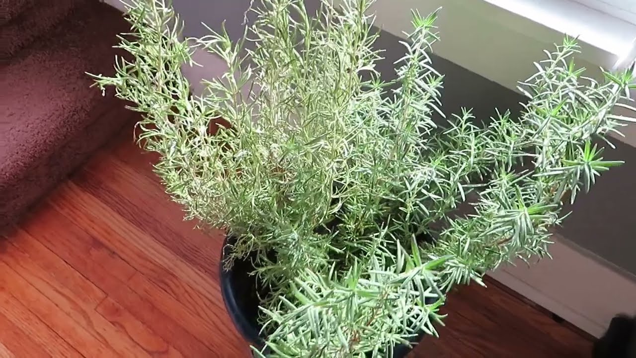 Overwintering Container Grown Rosemary