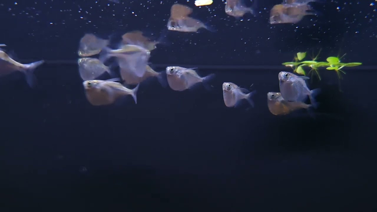 Thoracocharax stellatus (wild) bij Aquarium Speciaalzaak Utaka