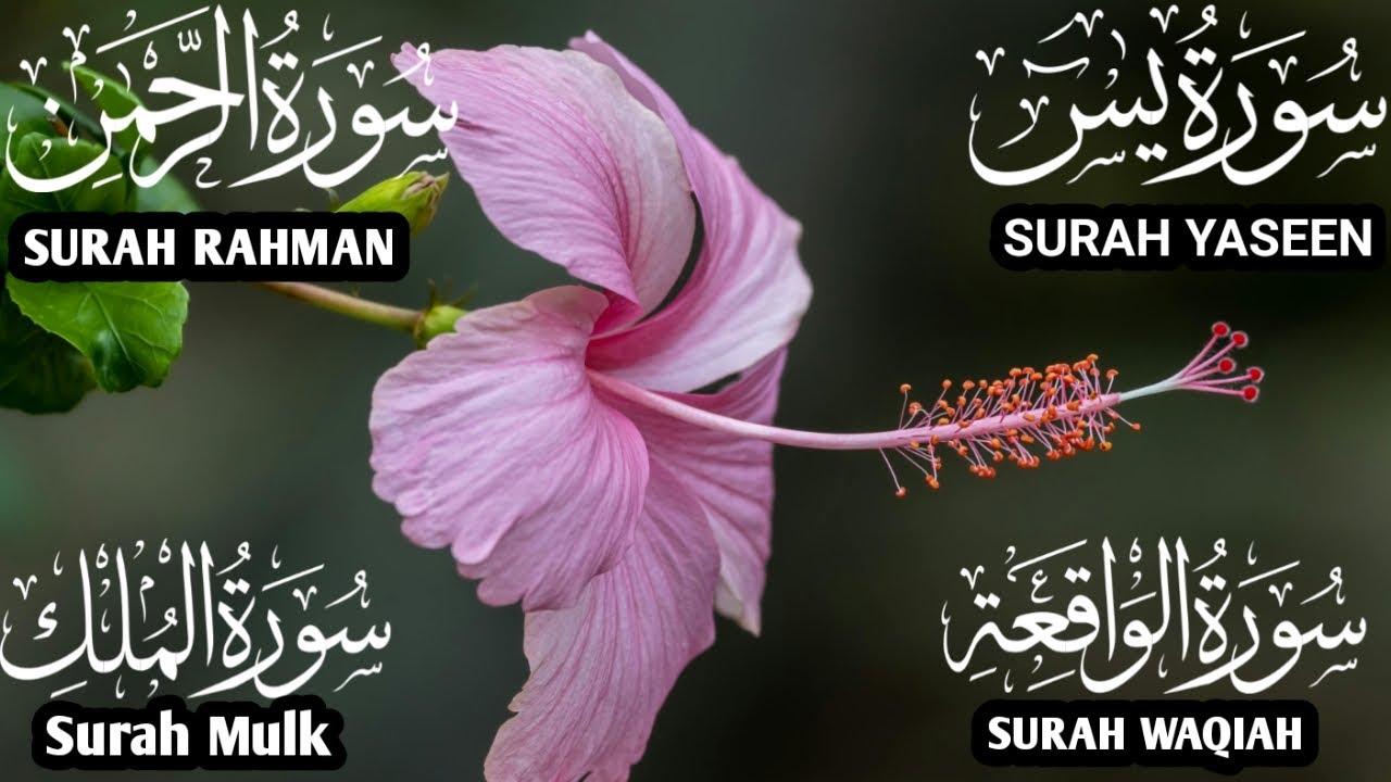 سورة يس والرحمن والواقعة والملك ✦ اسمعها بنية تيسير الحال وجلب الرزق ✦#اكسبلور #qurantranslation