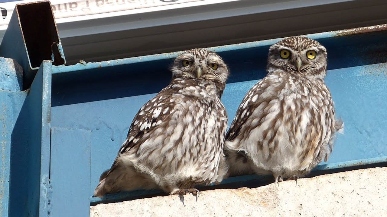 Sonido mochuelo Europeo (Athene noctua) Little Owl. HD
