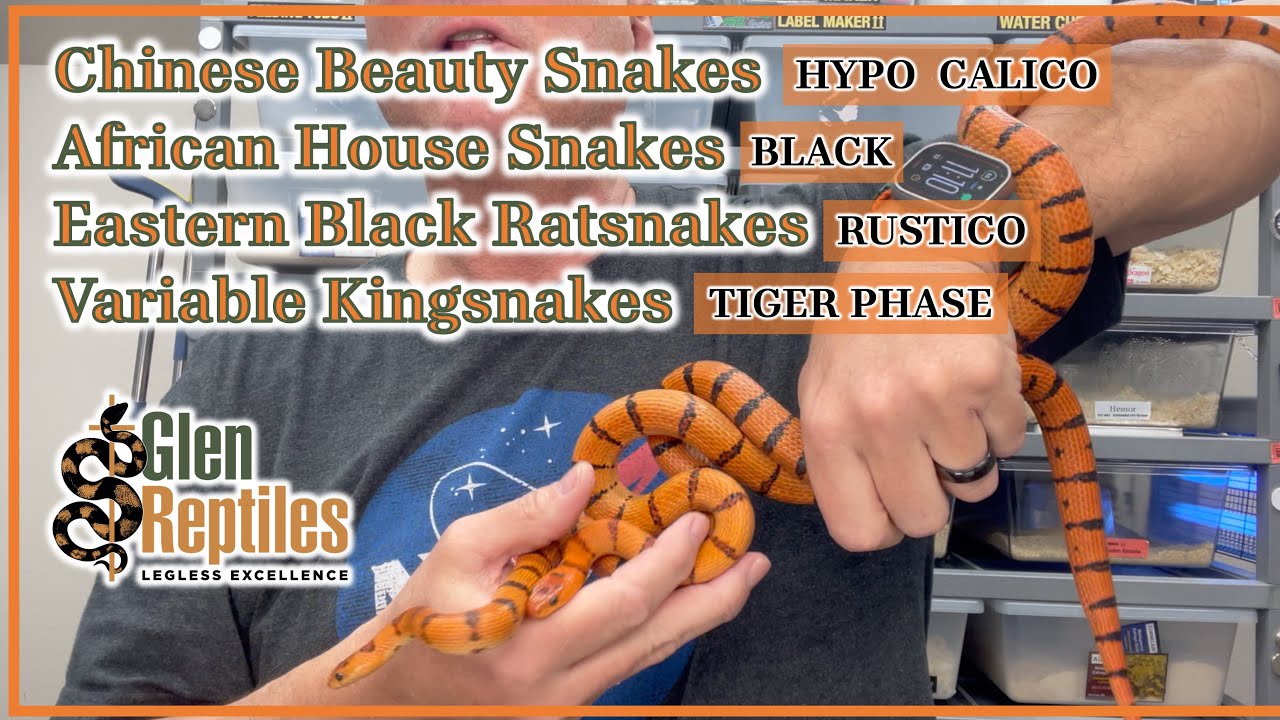 4 Cool & Unique Snakes
