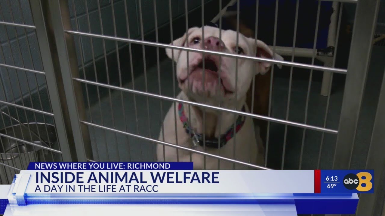 A 'glimpse into the madness': Richmond Animal Care and Control shows how they serve the community be