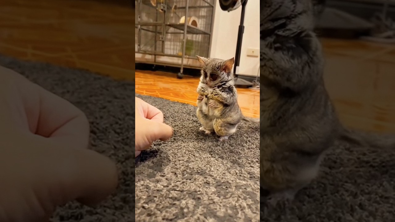 Милашка бушбеби 🥰❤️ #cute  #animals #shorts #животные  #bushbaby #галаго #милота #youtubeshorts