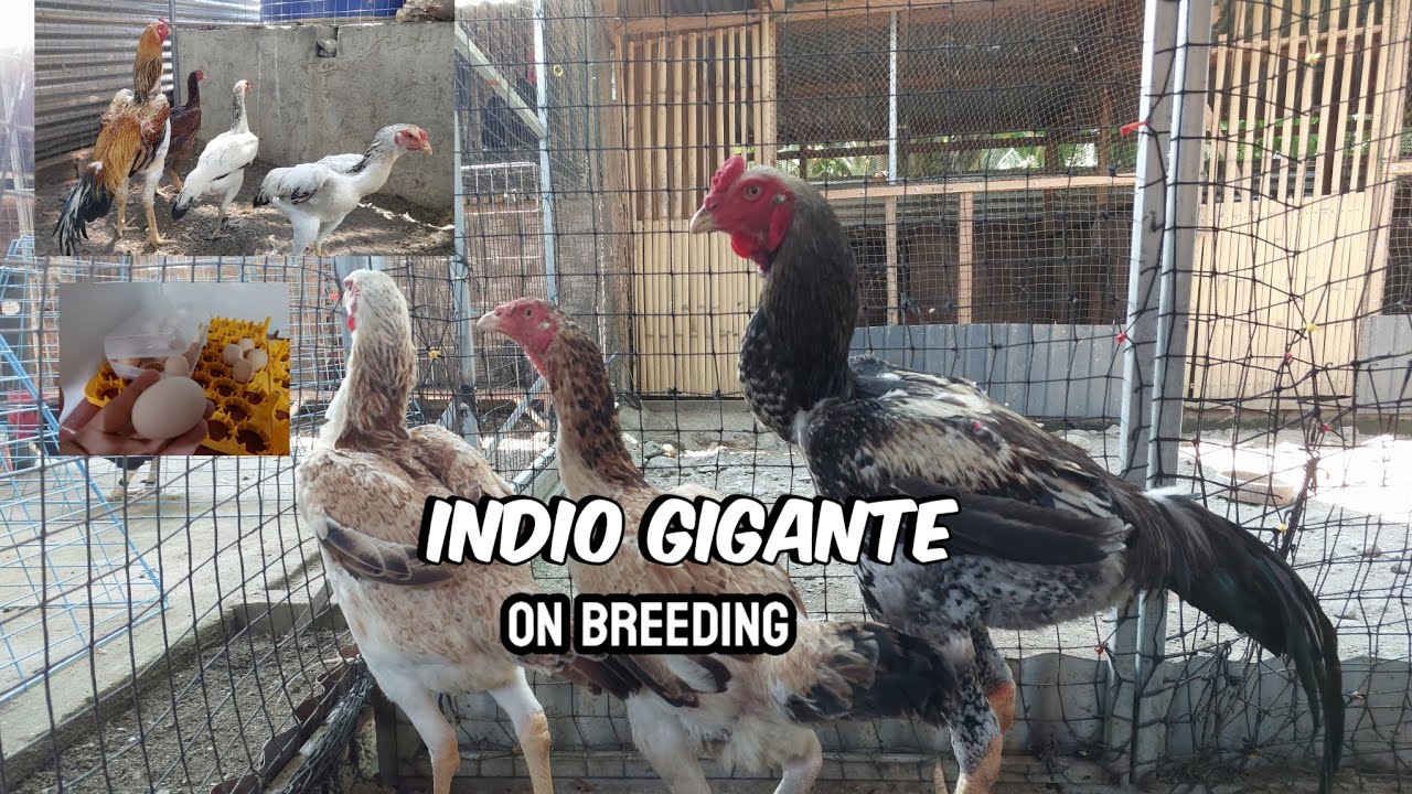 Indio Gigante - The Giant Chicken
