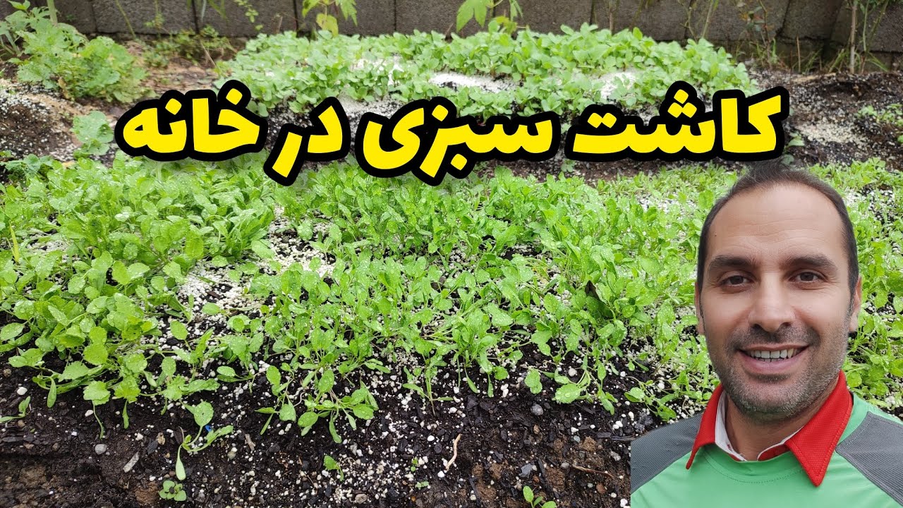 بهترین روش کاشت سبزیجات در خانه