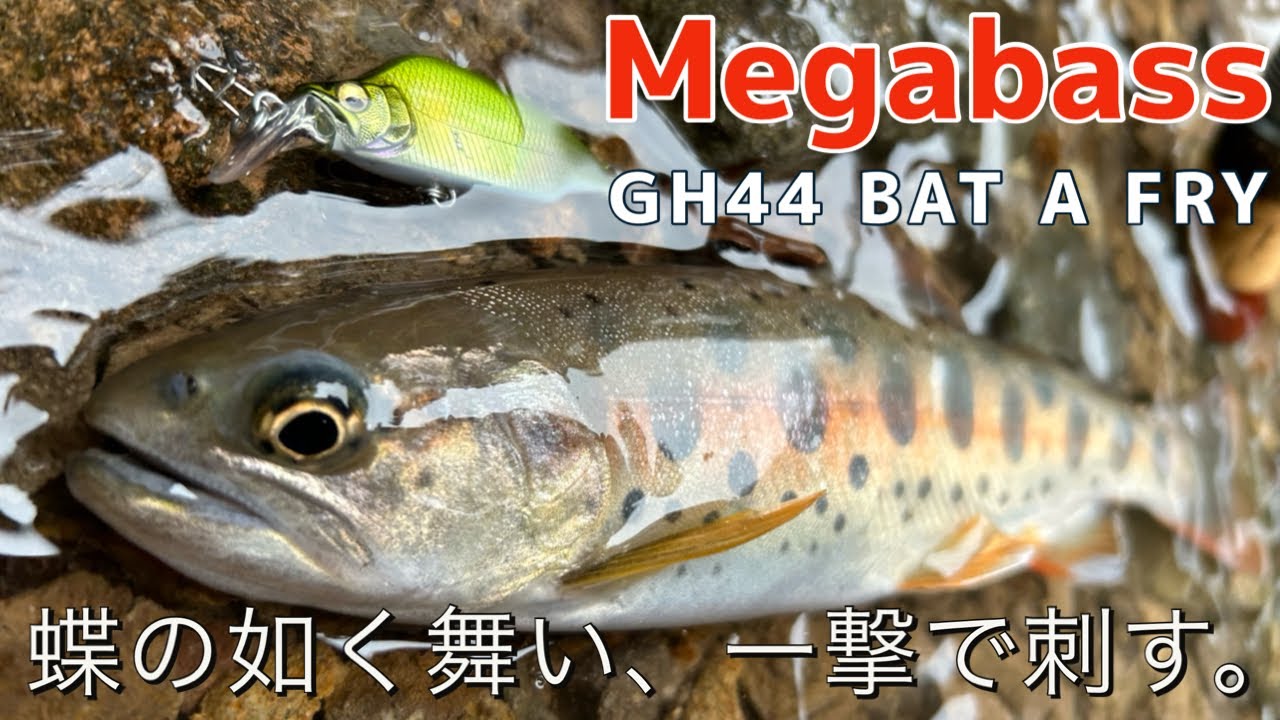 【釣り】メガバス新作ルアー GREATHUNTING「バタフライ」😁 大分県2024#12