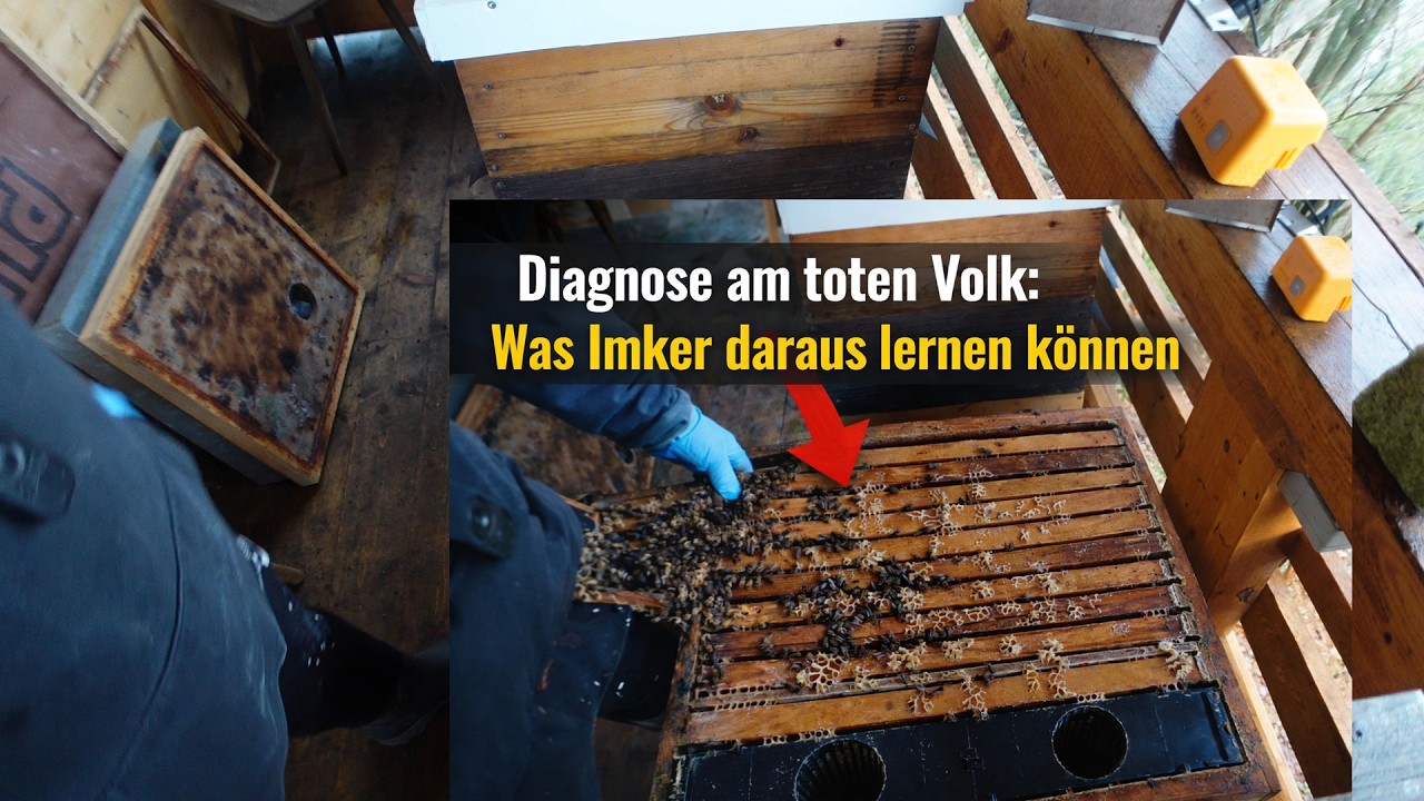 Totes Bienenvolk – was hat es wirklich getötet?