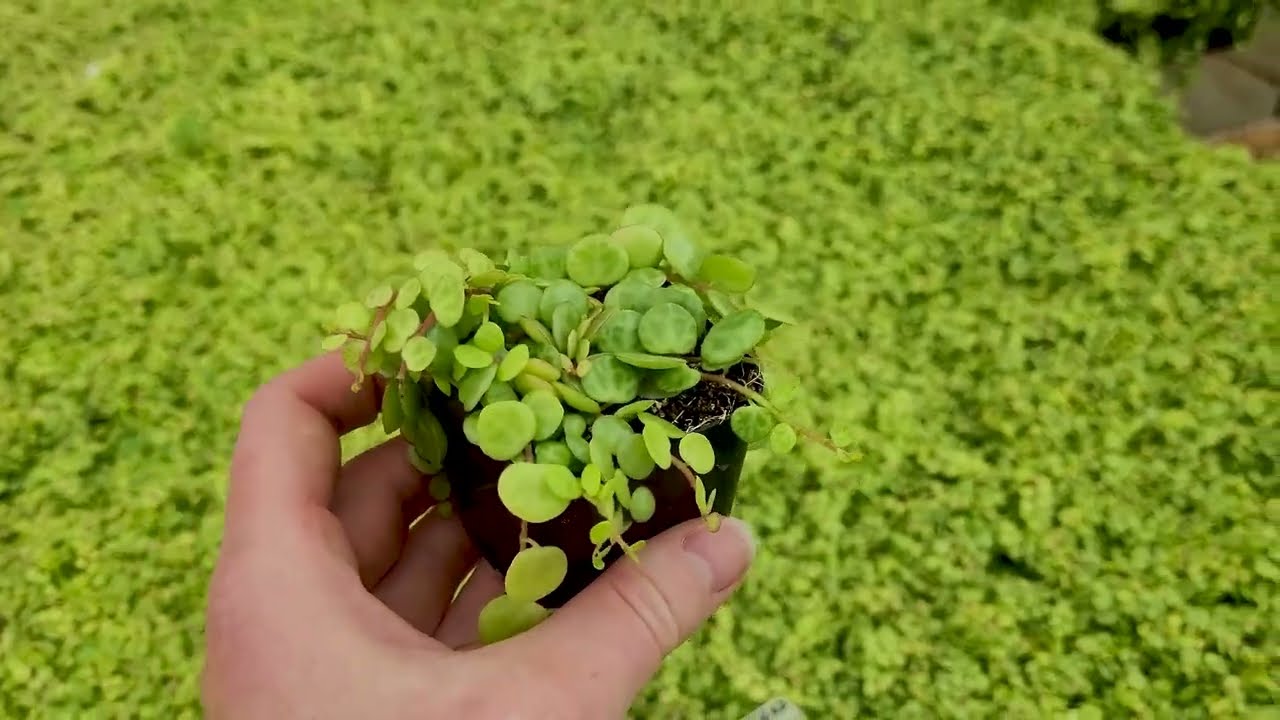 STRING of TURTLES - How to Care for Peperomia prostrata | MCG in the Greenhouse