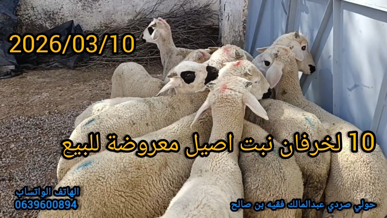 #بسم الله 10 لخرفان نبت اصيل معروضة للبيع 2026/03/10 #مرحبا__بالجميع رقم 0639600894