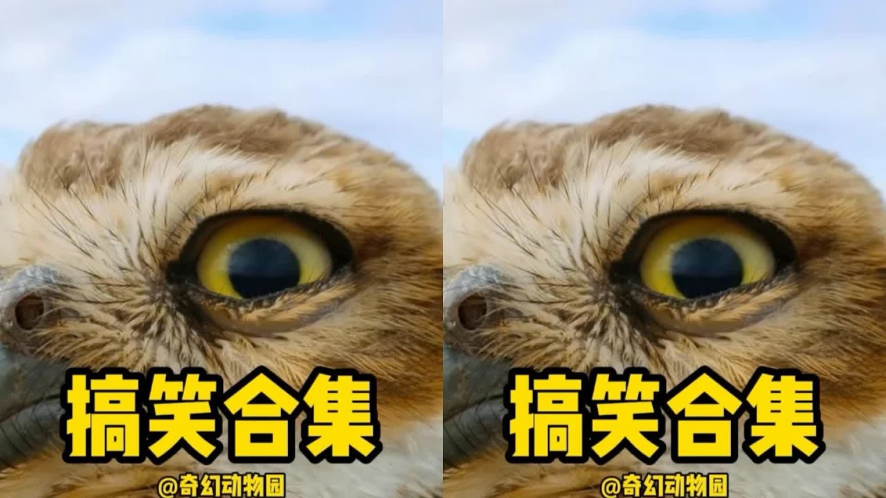 兩年半制作的驚世之作：2453秒，改變你看動物的方式！ #动物世界 #动物解说 #科普 #纪录片 #搞笑