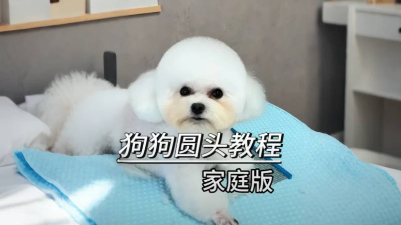 狗狗圆头怎么修？家庭版狗狗修头详细教程 #比熊 #宠物美容 #宠物美容师 #宠物剪刀 #修毛