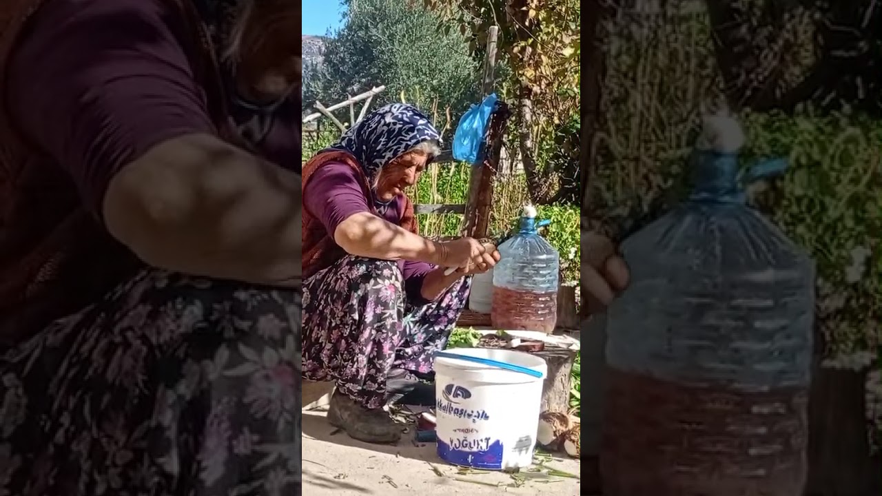 Şeker Pancarı Temizleniyor