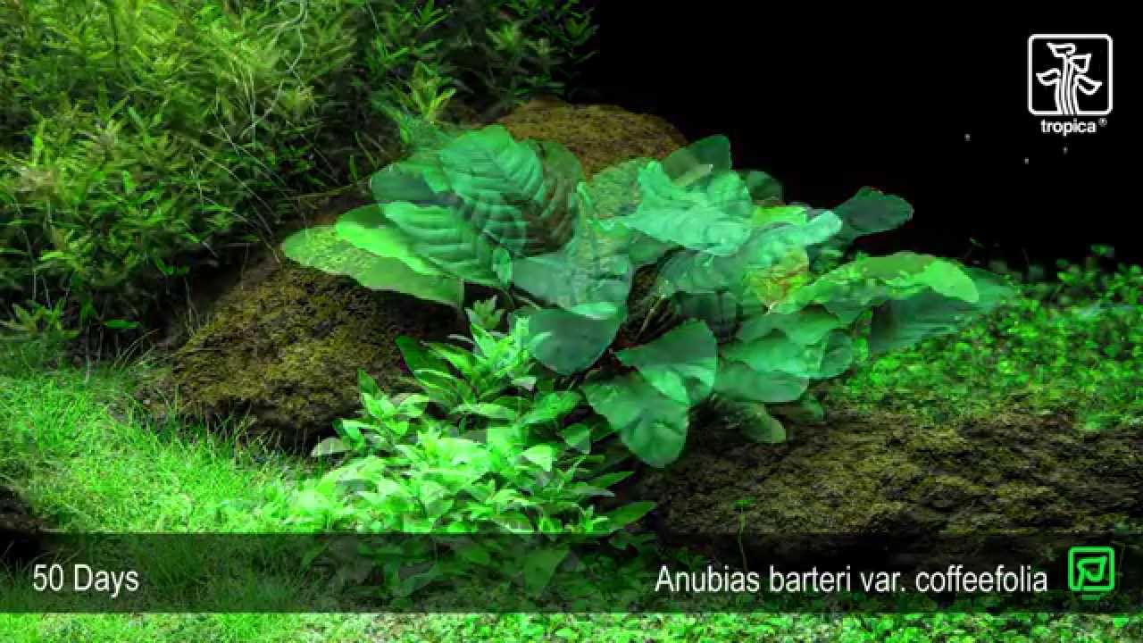 Anubias barteri var. coffeefolia