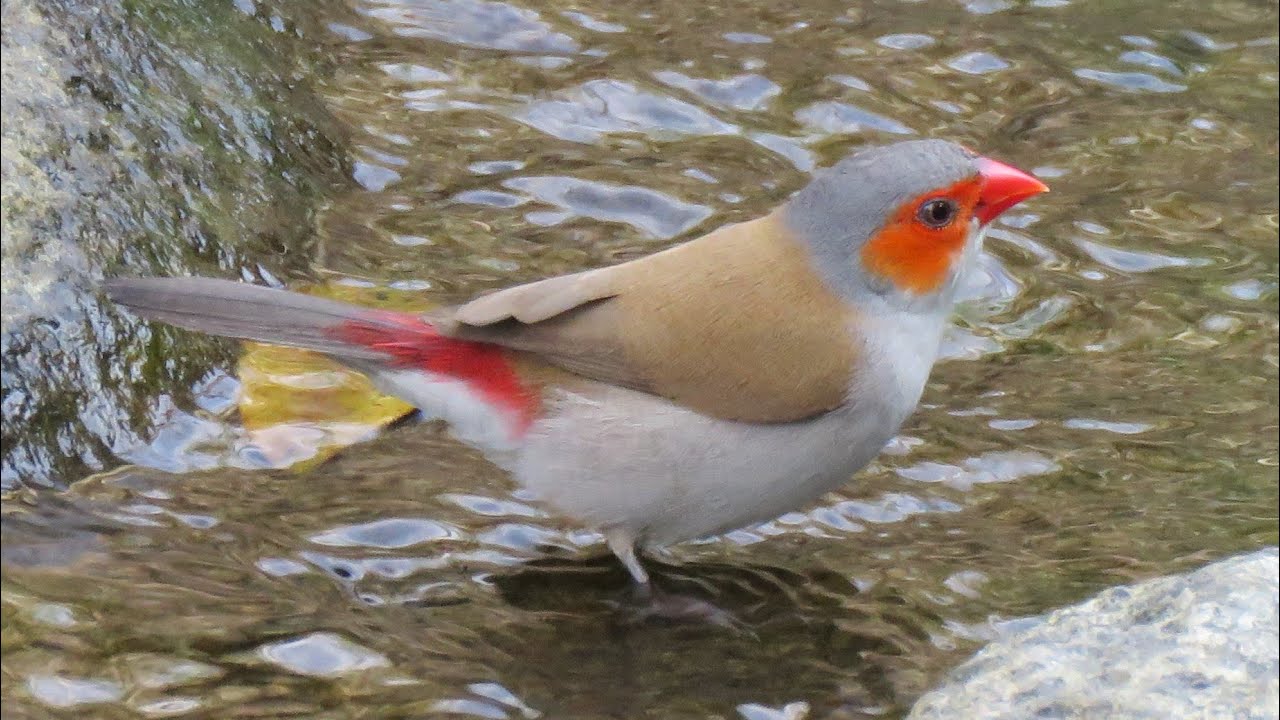 Close-up: Wild ORANGE-CHEEKED WAXBILL, Singapore