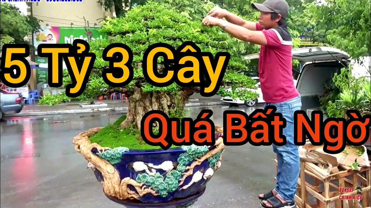 5 Tỷ 3 cây Mai Chiếu Thủy gian hàng anh Toàn - Bình Định tại Festival T. Hóa.